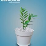 ZZ প্লান্ট