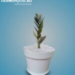 ZZ প্লান্ট ব্ল্যাক