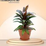 অগ্নিশর