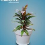 অগ্নিশ্বর