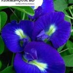 অপরাজিতা ফুল