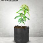 আম্রপলি