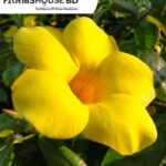 আলমন্ডা ফুল