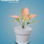 এগ্লোনিমা