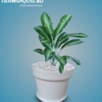 এগ্লোনিমা