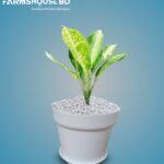 এগ্লোনিমা মিল্কি ওয়ে