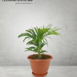 এরিকাপাম