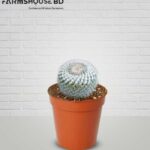 ওল্ড লেডি ক্যাকটাস