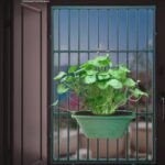 কয়েন প্লান্ট