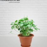 কয়েনপ্লান্ট