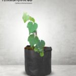 কালো আঙ্গুর