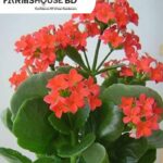 ক্যালাঞ্চু ফুল