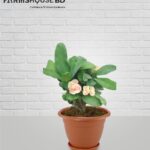 গোলাপি কাটামুকুট