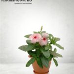 গোলাপি নয়ন তারা