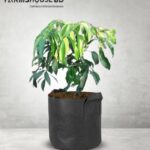 চায়না 3 লিচু