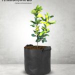 জাম্বুরা বারোমাসি