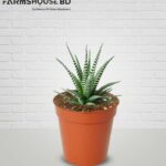 জেব্রা ক্যাকটাস