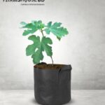 ত্বীন ফল