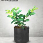 থাই -5 পেয়ারা