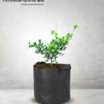 থাই কদবেল