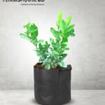 থাই বারোমাসি লেবু