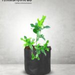 থাই সীডলেস লেবু