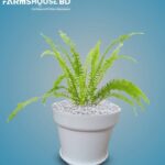 দেশি ফার্ন