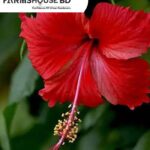 দেশি লাল জবা