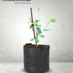 নাশপাতি