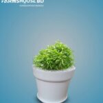 নিম ঝুরি বনসাই