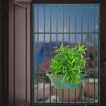 নিমঝুরি