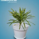 পাতাবাহার