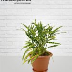 পাতাবাহার ২