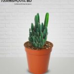 ফেইরি ক্যাসল ক্যাকটাস