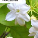 বকুল ফুল