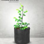 বল সুন্দরী কুল