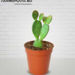 বান্নি এয়ার ক্যাকটাস