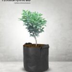 বারি মাল্টা