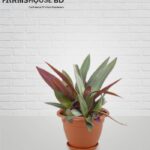 বুটলিলি