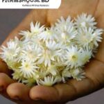 বেলি ফুল