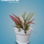 বোট লিলি