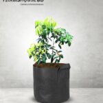 বোম্বাই লিচু