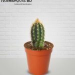 ব্লু টর্চ ক্যাকটাস