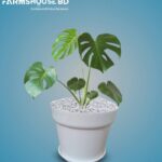 মন্সটেরা