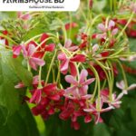 মাধুবিলতা ফুল