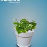 মানি প্লান্ট