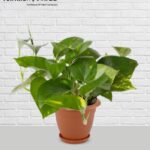 মানিপ্লান্ট