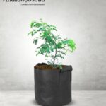 মিষ্টি তেতুল