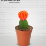 মুন ক্যাকটাস (রেড)