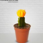 মুন ক্যাকটাস (ইয়োলো)